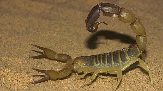 At least three people have died and another 500 were hospitalized after a flood caused by a torrential downpour brought deadly scorpions into people's homes.