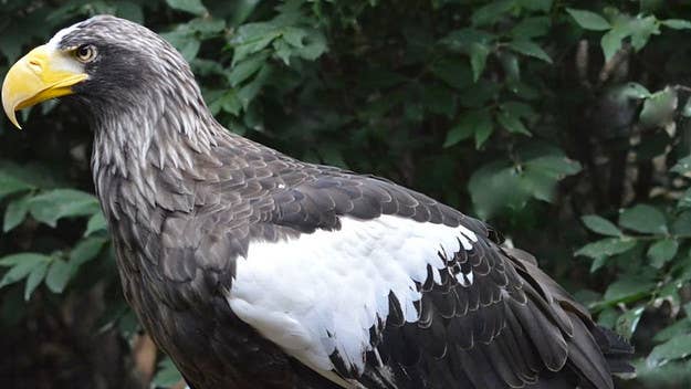 The National Aviary had asked the public to help locate the Stellar's Sea eagle, which lived at the zoo for 15 years before escaping nearly a week ago.