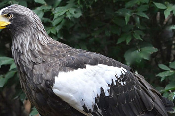 This is a photo of Philly eagle.