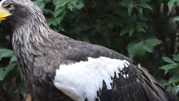 The National Aviary had asked the public to help locate the Stellar's Sea eagle, which lived at the zoo for 15 years before escaping nearly a week ago.