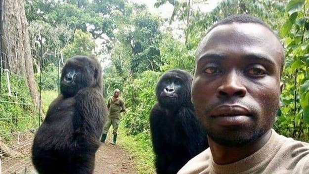 Ndakasi, the gorilla who went viral after photobombing a park ranger's selfie in the Democratic Republic of Congo, passed away on at 14-years-old.
