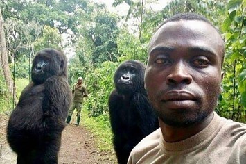 viral gorilla dies africa