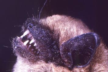 bat-illinois-rabies