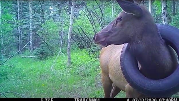 A wild elk that roamed Colorado with a tire around its neck for at least the past two years has finally been freed from it, according to wildlife officials. 