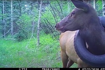 Elk with tire stuck around its neck.