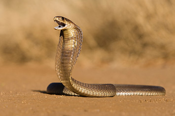 A Cobra looking like it's just found its dinner.