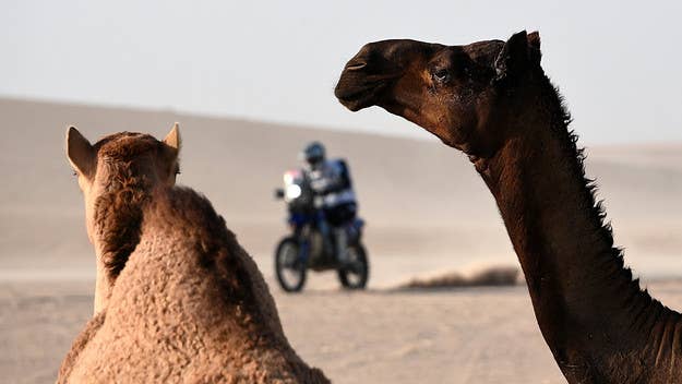 Dozens of camels were disqualified from an annual beauty pageant in Saudi Arabia after receiving Botox injections, among other artificial alterations.