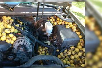 Screenshot of man discovering thousands of walnuts stashed in his truck.