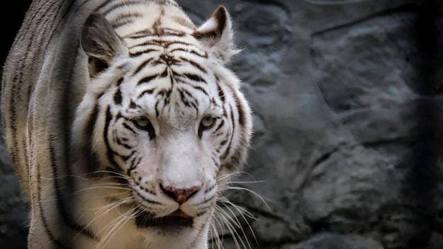 The San Antonio Zoo is working with Zoetis, an animal health company, to administer vaccines to its animals in order to protect them from COVID-19.