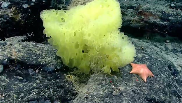 A photo taken by the National Oceanic and Atmospheric Administration shows a real-life version of SpongeBob Squarepants and Patrick Star in the ocean.