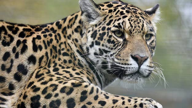 A man was injured Wednesday after he was attacked by a jaguar after climbing over the barrier at the Jacksonville Zoo and Gardens in Florida.