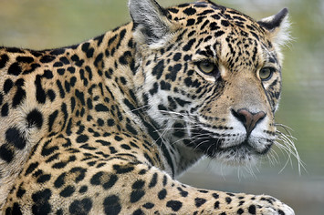 Jaguar at Zoo