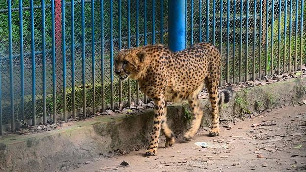 The Maryland Zoo said that it plans to vaccinate more than 30 animals such as chimpanzees, cheetahs, and lions in order to protect them from COVID-19.
