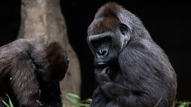 A video of gorillas performing oral sex in front of Bronx Zoo visitors has gone viral, and the person who captured the entire encounter has spoken out.