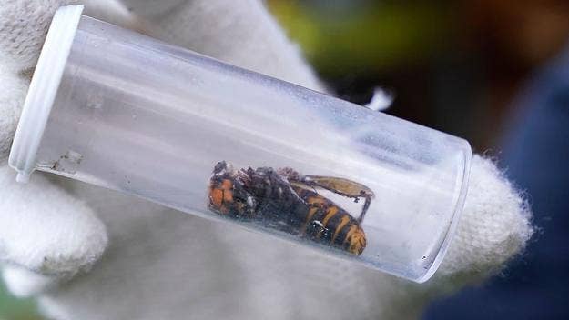 After a dead Murder Hornet was found near Seattle in June, a live one was spotted this week in Washington State. This marks the second spotting of 2021.
