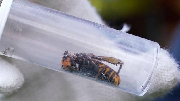After a dead Murder Hornet was found near Seattle in June, a live one was spotted this week in Washington State. This marks the second spotting of 2021.