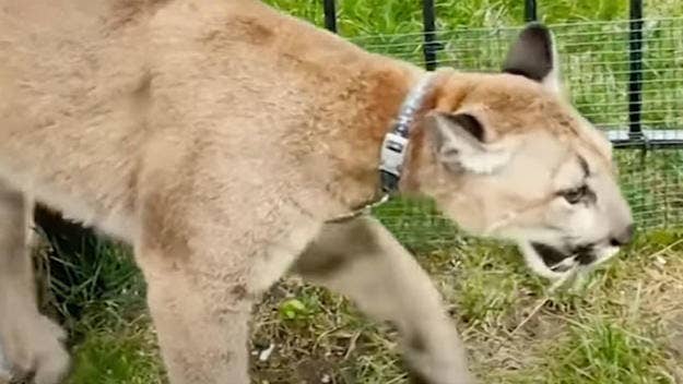 An 80-pound, 11-month-old female cougar was taken out of a New York City apartment last week after its owners surrendered it to the authorities.