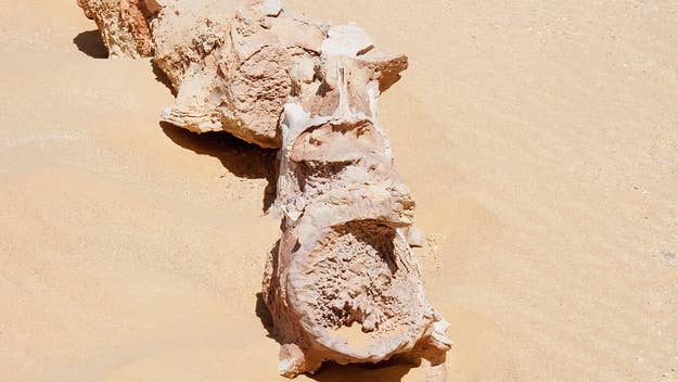 Scientists found the fossil of the previously unknown four-legged whale species in Egypt's Western Desert, which dates back 43 million years.