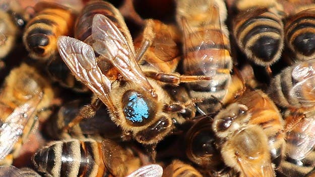 The Washington State Department of Agriculture announced Thursday it has eradicated the state's first nest of Asian giant murder hornets of 2021.