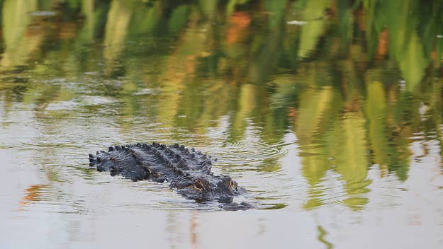 A man in Florida sustained serious injuries after falling off his bike at Halpatiokee Regional Park and getting attacked by an alligator right afterward.
