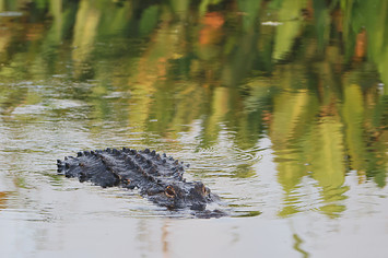 An alligator navigates the waterway at the Wakodahatchee Wetlands.