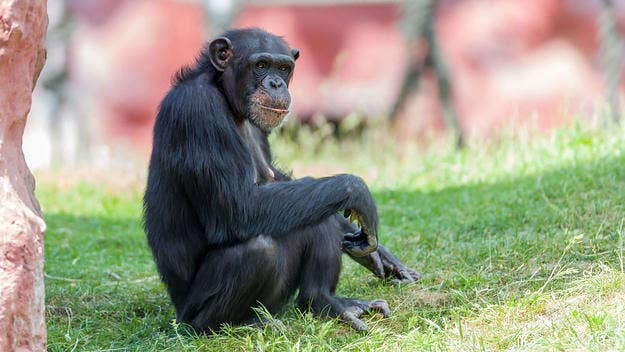 A woman has been banned from a Belgian zoo because officials think her relationship with a chimpanzee is bad for the animal's socialization.
