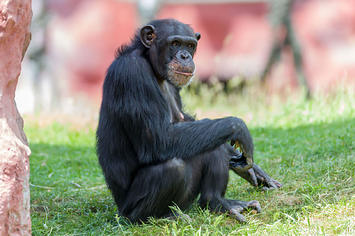 Chimp hanging out in zoo exhibit