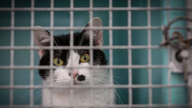 A British man known to the public as the "Brighton Cat Killer," was sentenced to 5 years in jail for stabbing 9 cats to death, but supposedly attacked many more