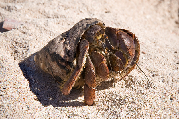 Study Shows Hermit Crabs Are Sexually Attracted to Certain Ocean ...