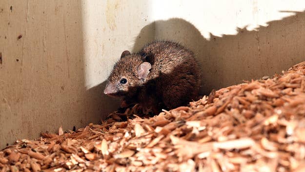 A mouse eating an Australian woman's eyeball is just another incident from a mice plague that has been tormenting the country for several months now.