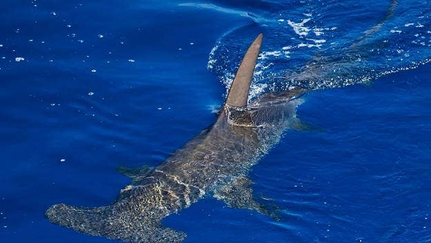 The shark was reportedly headed toward the Santa Rosa Beach fishing line when it mistook the man for bait, authorities say, and bit the swimmer.