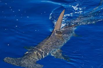florida shark