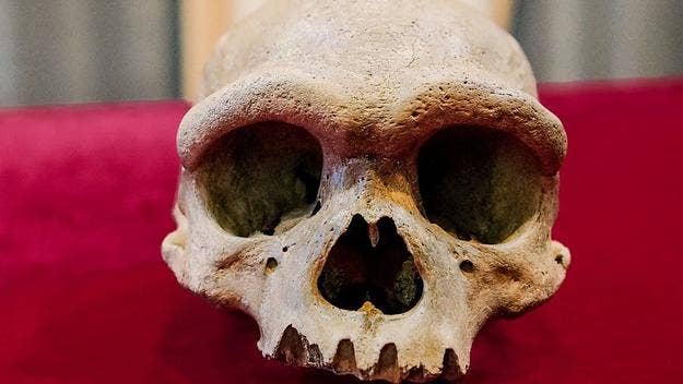 The well-preserved skullcap, which was discovered by a team of researchers in the Chinese city of Harbin, is between 138,000 and 309,000 years old.