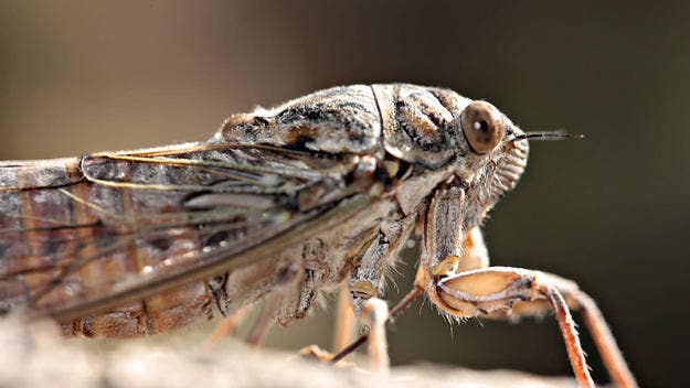 The Food and Drug Administration is warning people with seafood allergies not to eat cicadas, as those individuals could be particularly vulnerable.