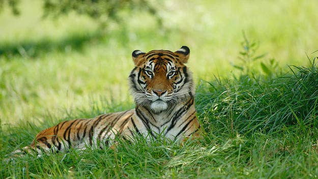 A poacher believed to have killed 70 tigers was arrested and detained this past Saturday in Bangladesh, capping a 20-year search by authorities.
