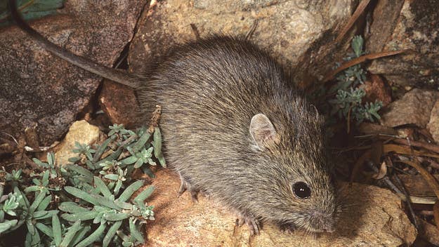 Australia’s New South Wales territories are being threatened by a mouse plague that the state government describes as “absolutely unprecedented.”