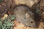 Mice in Australia