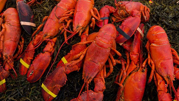 A review is underway that will help determine whether boiling live crabs and lobsters should be banned in an updated Animal Welfare Sentience Bill.