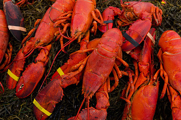 Lobster bake on beach near Rockland Maine with hot lobsters on seaweed for tourists ready to eat outdoors adventure.