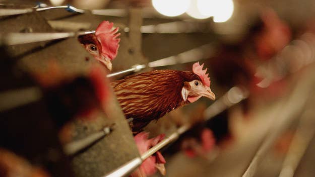 China's National Health Commission confirmed the first case of a rare strain of bird flu called H10N3, also deeming it to be a low pathogenic variant.