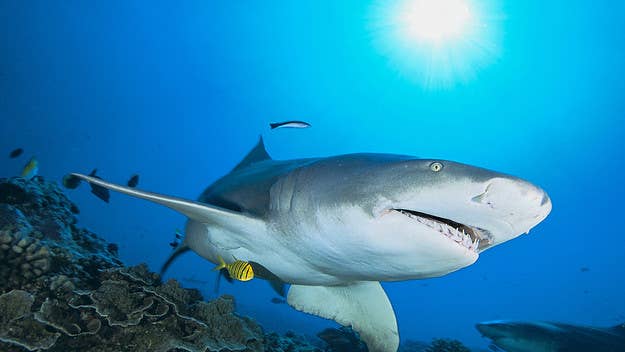 Marine experts and advocates in Australia are now urging the public to refrain from using the word “attack” in reference to shark encounters.
