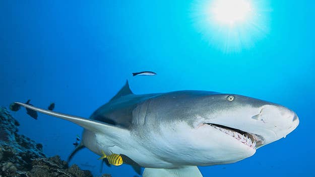 Marine experts and advocates in Australia are now urging the public to refrain from using the word “attack” in reference to shark encounters.