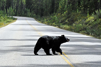 A black bear crosses the road.