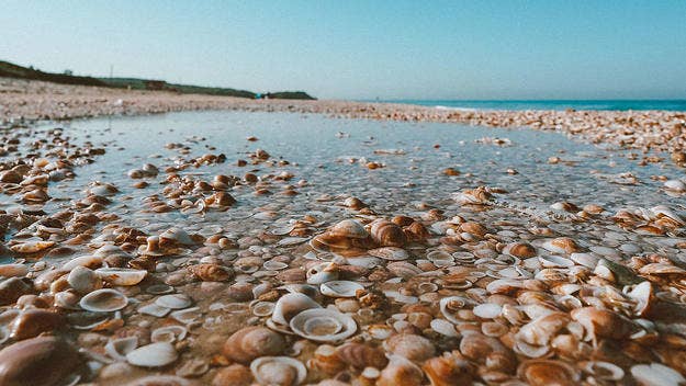 Shorelines temperatures above 50c and low tides led to billions of deaths of mussels, clams, sea stars in the Salish Sea during B.C.’s heatwave.