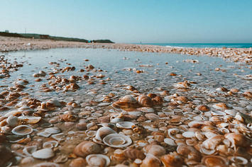 clams on a seashore