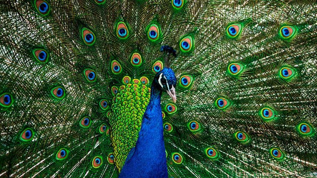 A Craigslist ad looking for someone to kill a peacock in McKinleyville, California appeared weeks before the bird was found dead from an apparent gunshot wound.