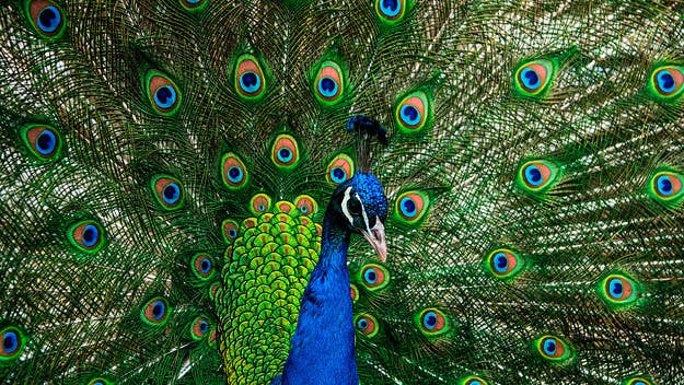 A Craigslist ad looking for someone to kill a peacock in McKinleyville, California appeared weeks before the bird was found dead from an apparent gunshot wound.