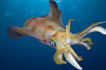 Bigfin Reef Squid.