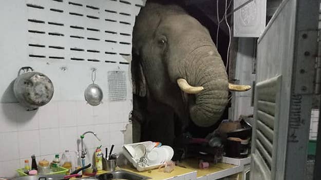 A woman in Thailand woke up in the middle of the night to inspect a noise before ultimately discovering a hungry elephant snooping around her kitchen.