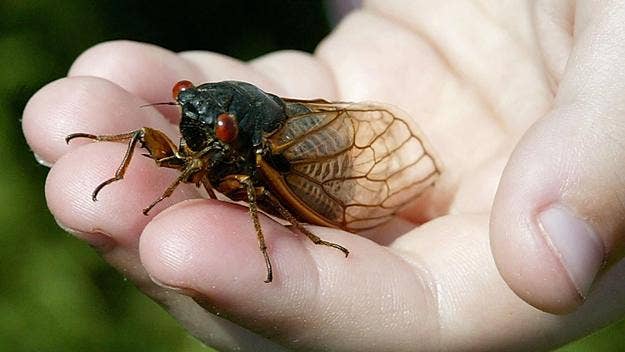 A Cincinnati, Ohio man who crashed his car into a pole told police that he did so because a cicada flew through his open window and smacked him in the face.